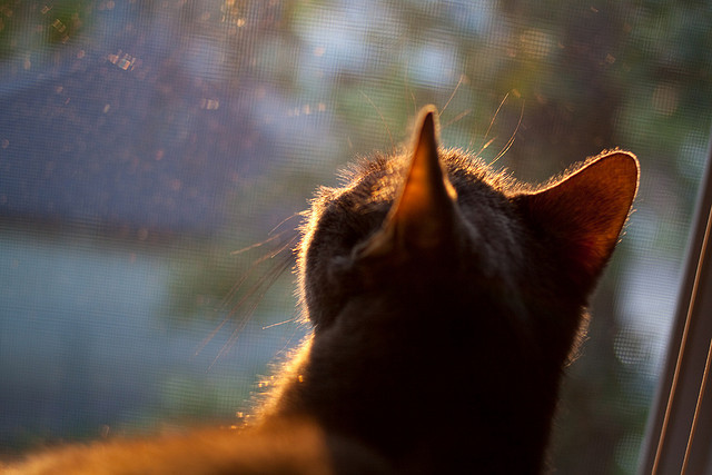东北虎啸震长空,乔治连珠定江山,吉林队末节制霸老鹰
