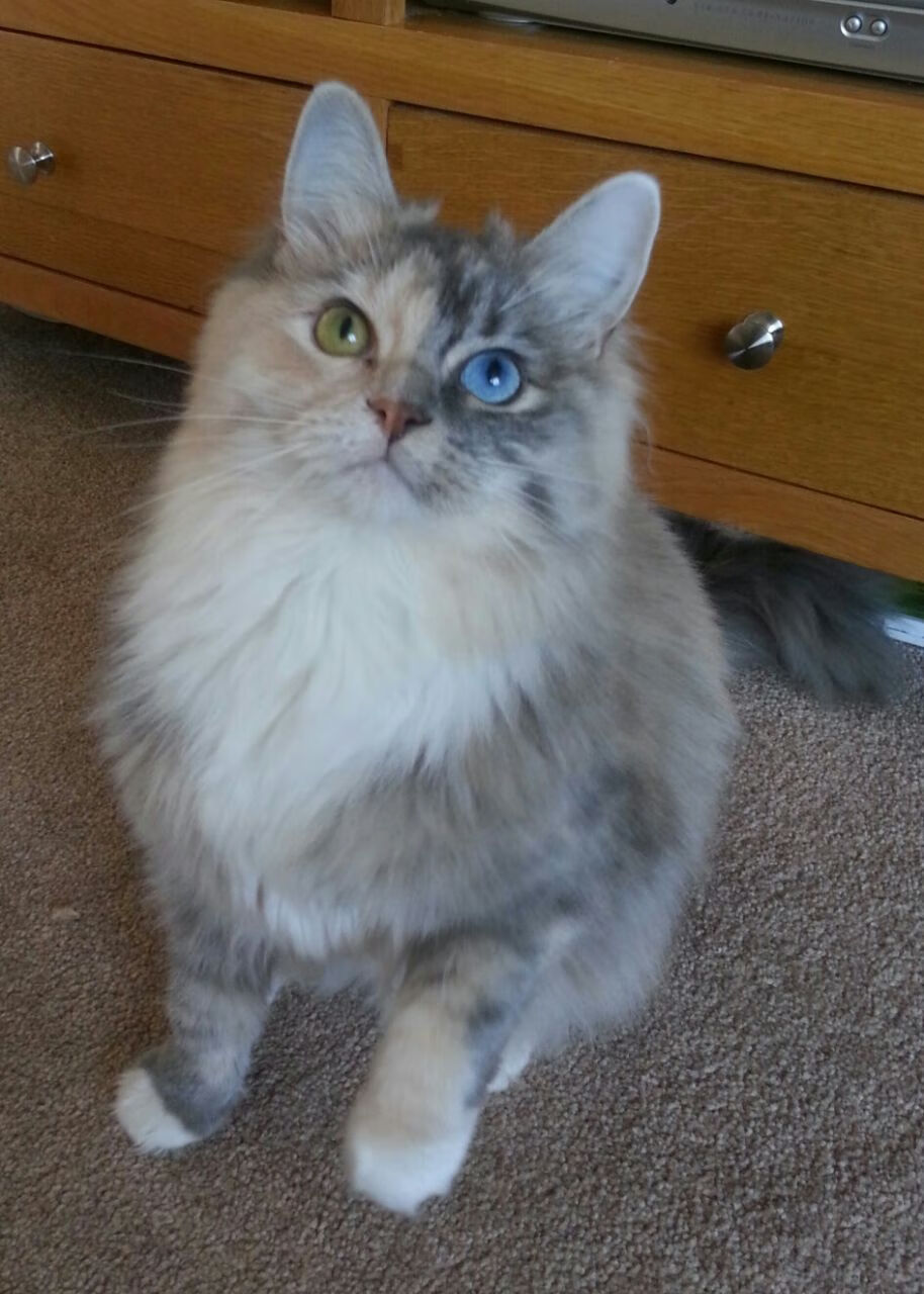 绿茵烽火，西甲德比焦点映照马赛硬仗胜哥斯达黎加