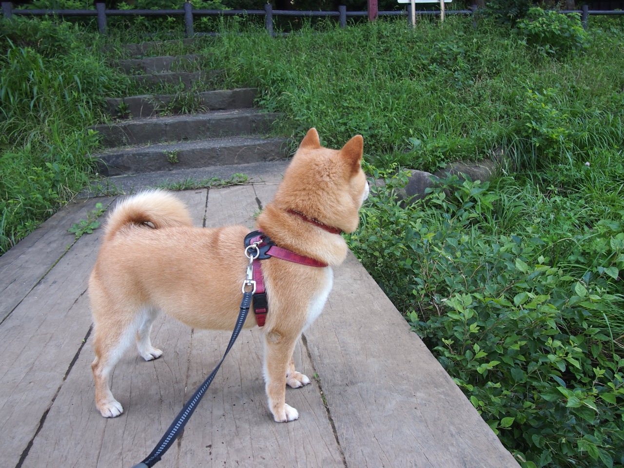 平行世界的对话，当冈萨雷斯绝杀尤文，莱万用连续进球测量天才的孤高