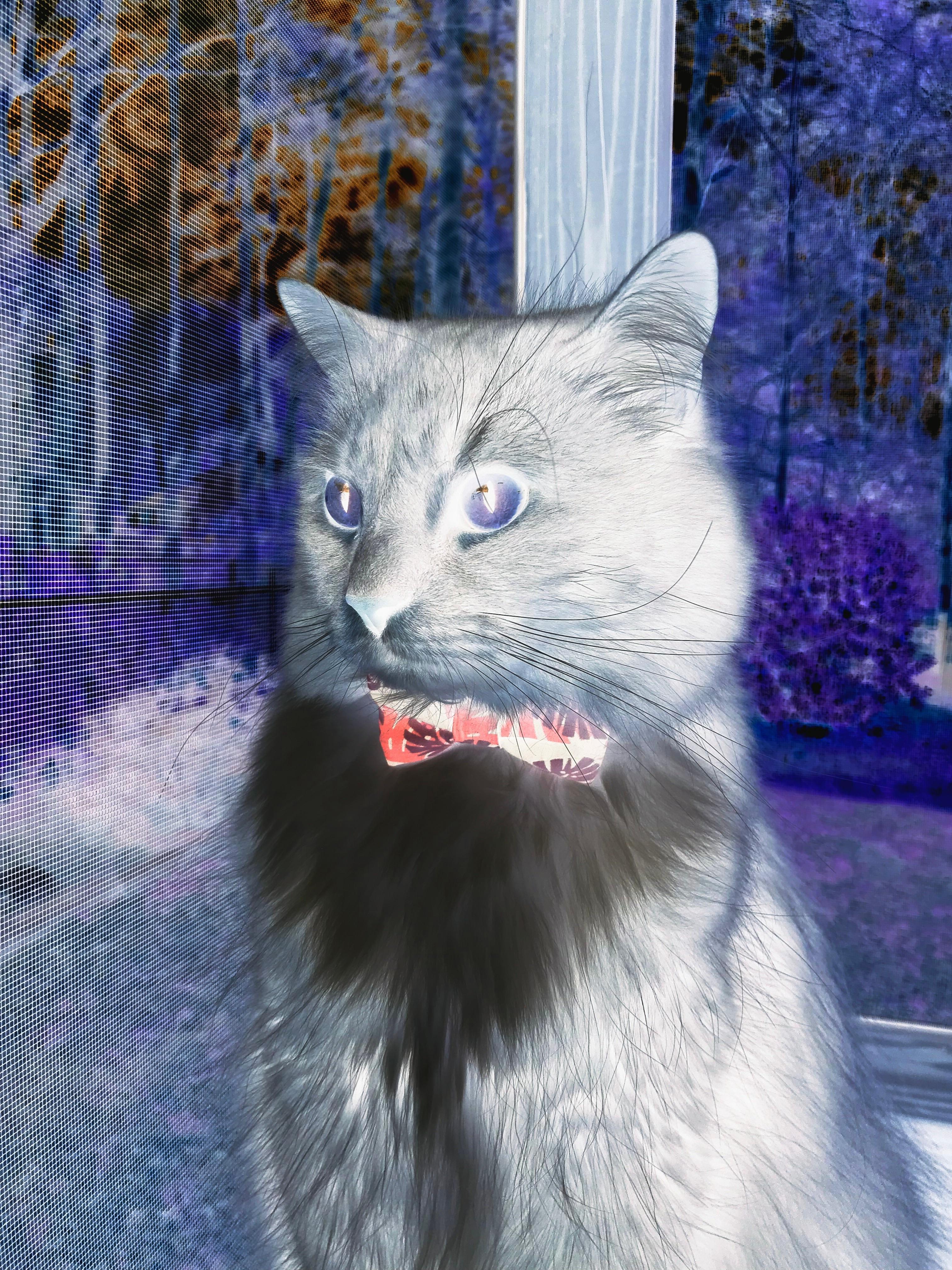 舞台中央的火焰，当弗拉霍维奇式基因，注入瑞典弑神皇马的冷血神话