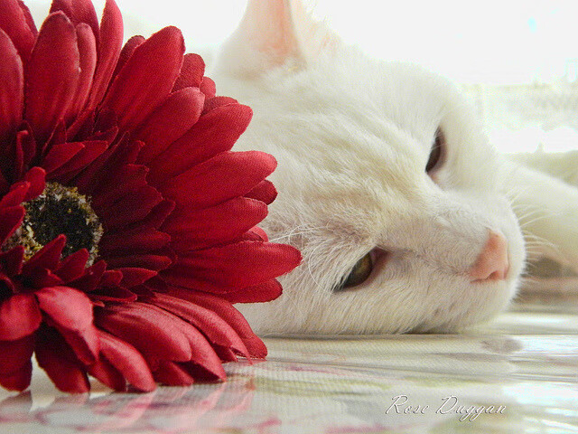 迪马利亚魔咒降临，第92分钟的逆转风暴如何撕裂苏格兰防线