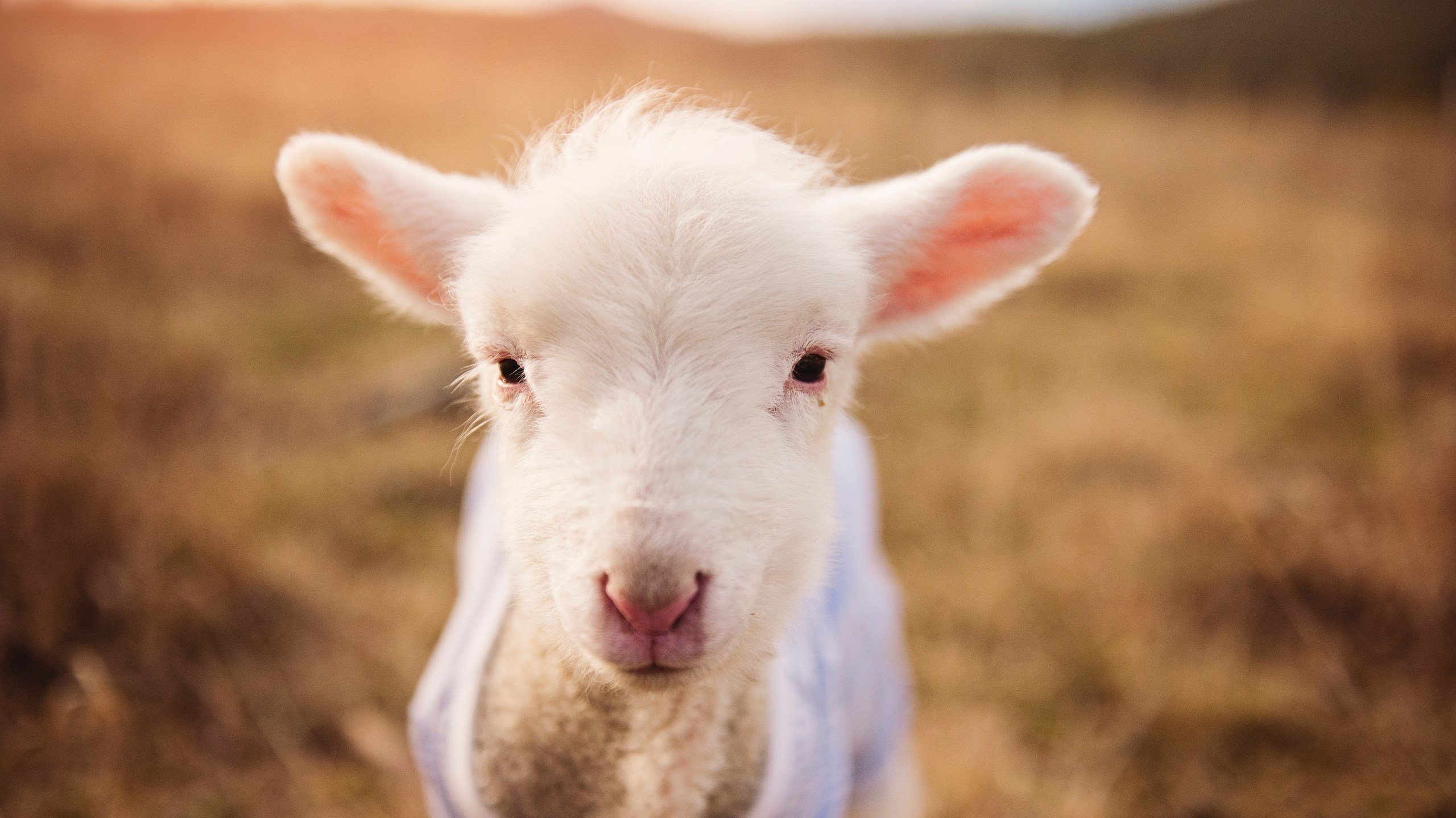 开云体育平台APP-从冰点到沸点，克莱·汤普森末节觉醒，爵士逆袭76人关键先生终归位