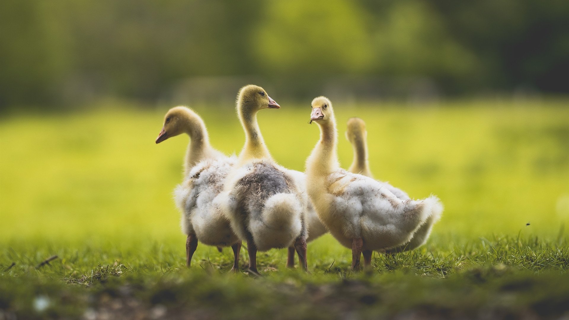 开云体育中国-19分导演末节逆转，布伦森爆发率国王轻取开拓者