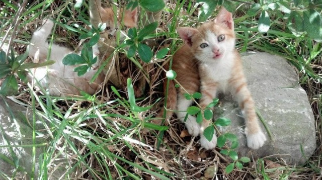 开云体育app-当足球城燃起硝烟，篮球圣殿诞生新王