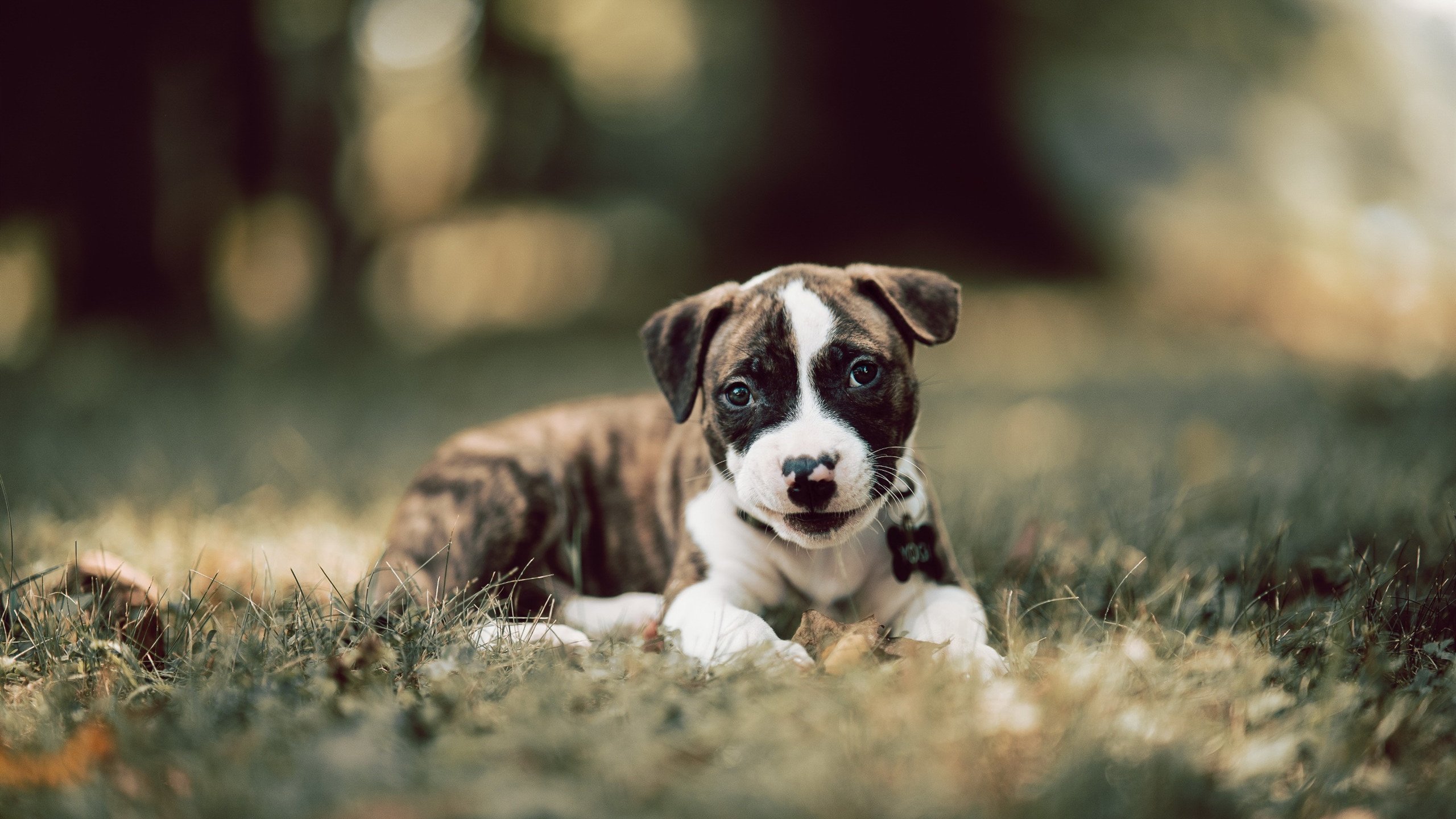 极速与巅峰，当F1终章遇上纪录之夜