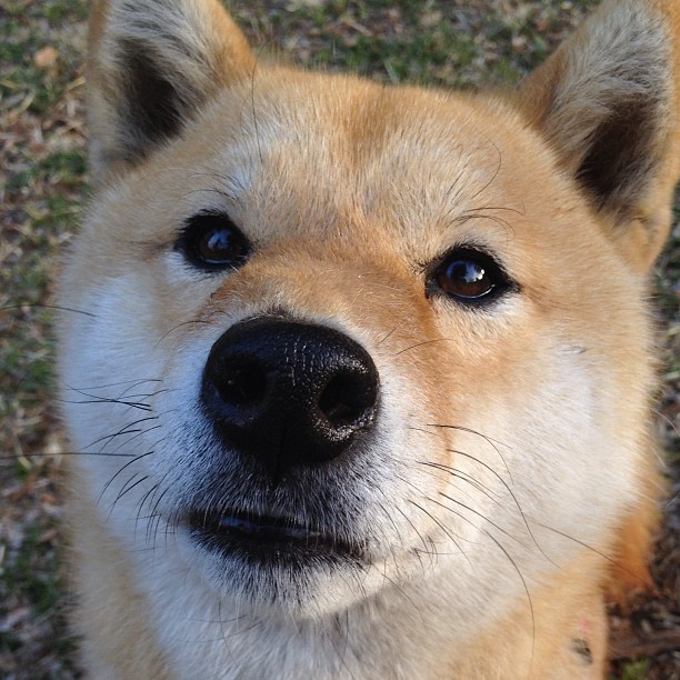 迪巴拉，当神话照进现实—化身希腊英雄的绝杀时刻，塞维利亚的叹息