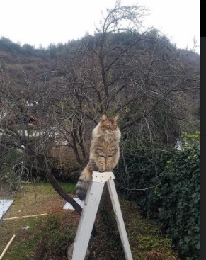 开云体育入口-窒息风暴，尼日利亚的钢铁洪流如何淹没了袋鼠军团的最后阵地？