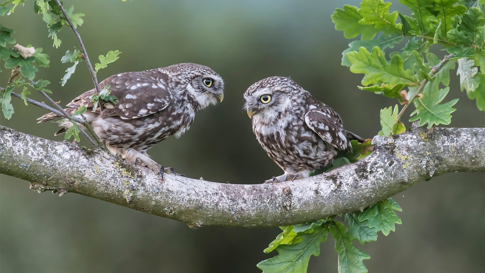 从嘘声到山呼，杰伦·格林如何在西决生死夜化身救世主