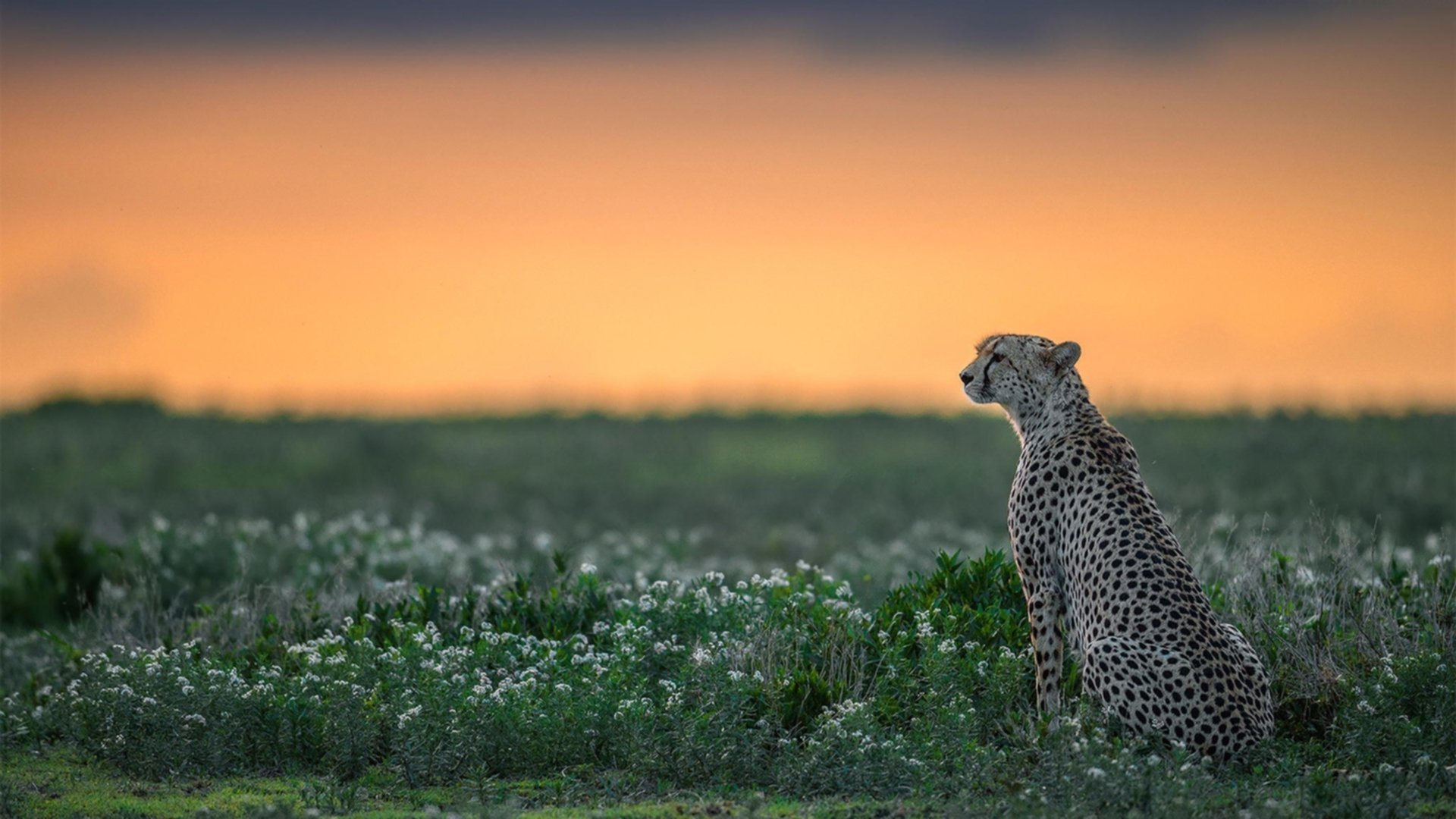 欧冠之夜，佛罗伦萨对阵雷恩，范戴克的舞台，越大越璀璨