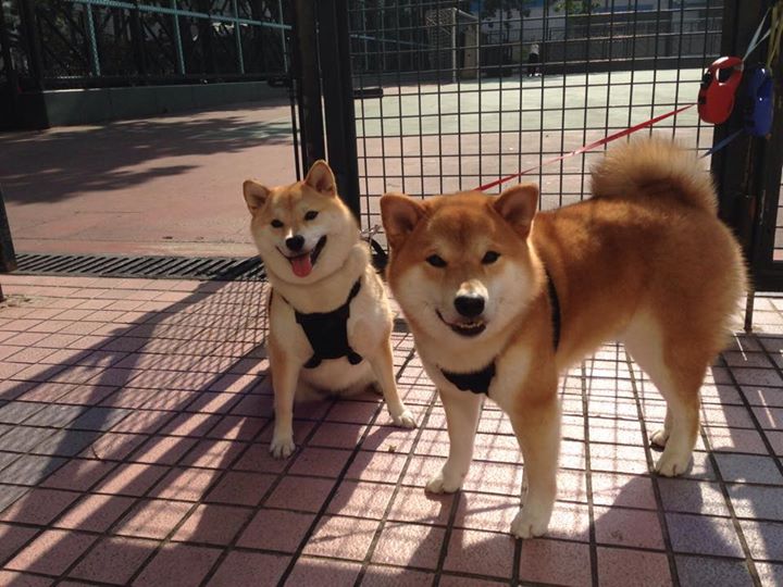 开云体育登录-底格里斯河的怒涛，当伊拉克在E组死亡之组中，用一场4-0将瑞士的精密仪器砸成碎片
