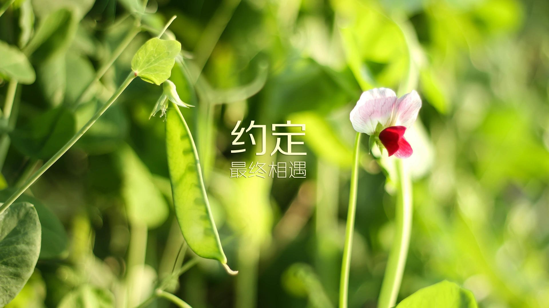 归化战神,孙兴慜导演2026世界杯惊天逆转,墨西哥从绝境中撕裂乌拉圭