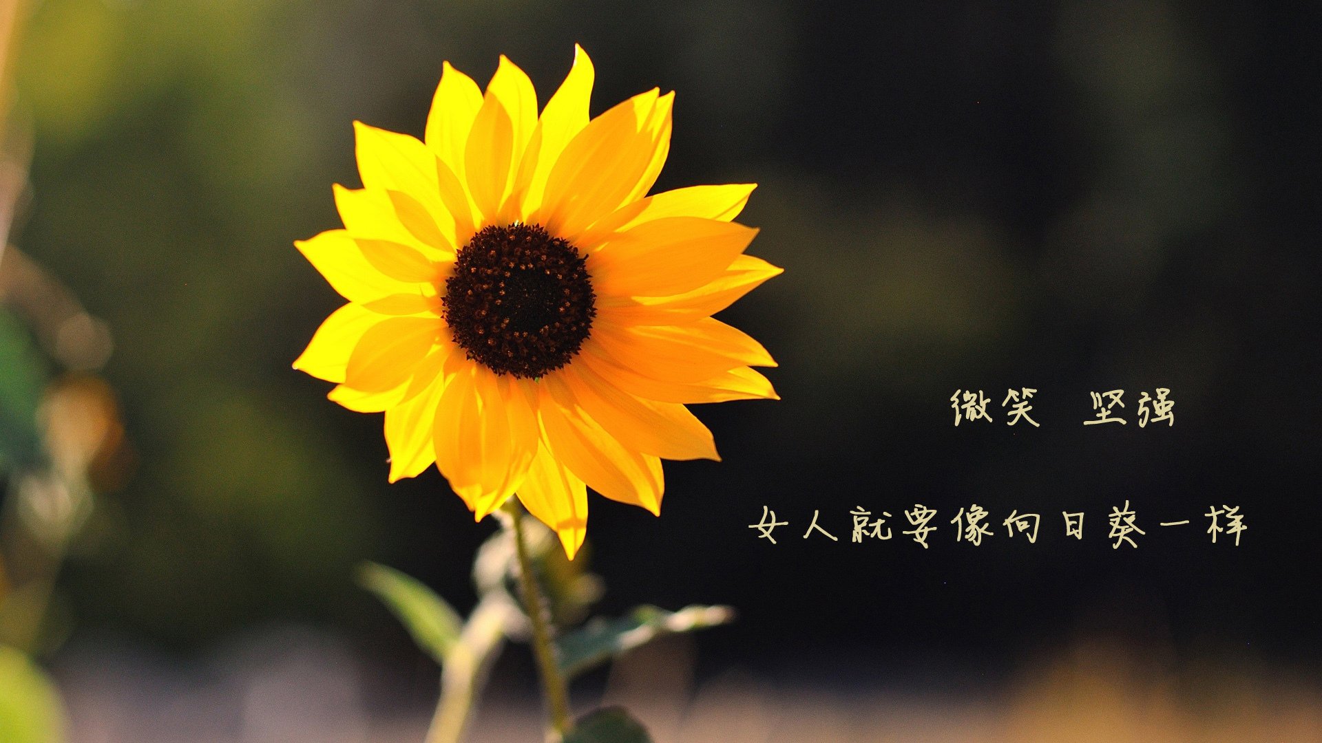 唯一的神迹,2026世界杯H组,法国碾压意大利,努涅斯一击定乾坤